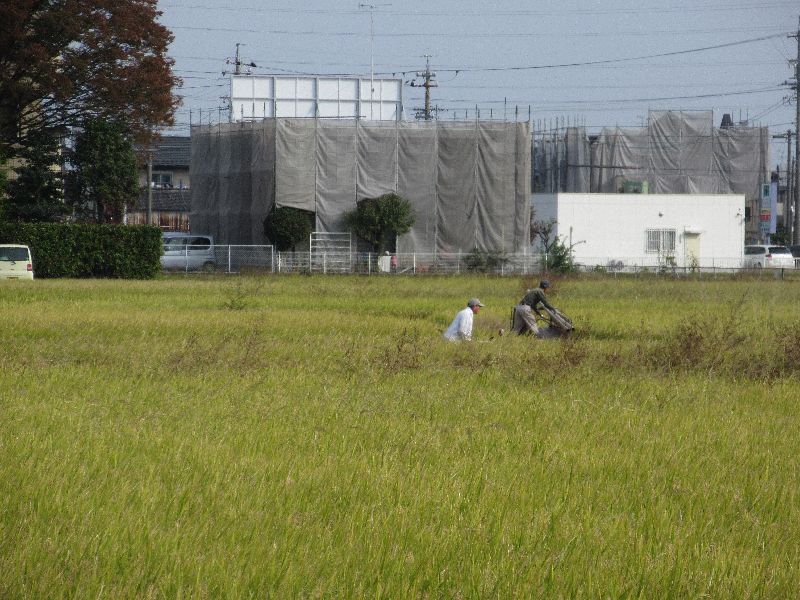 いよいよ収穫の秋！