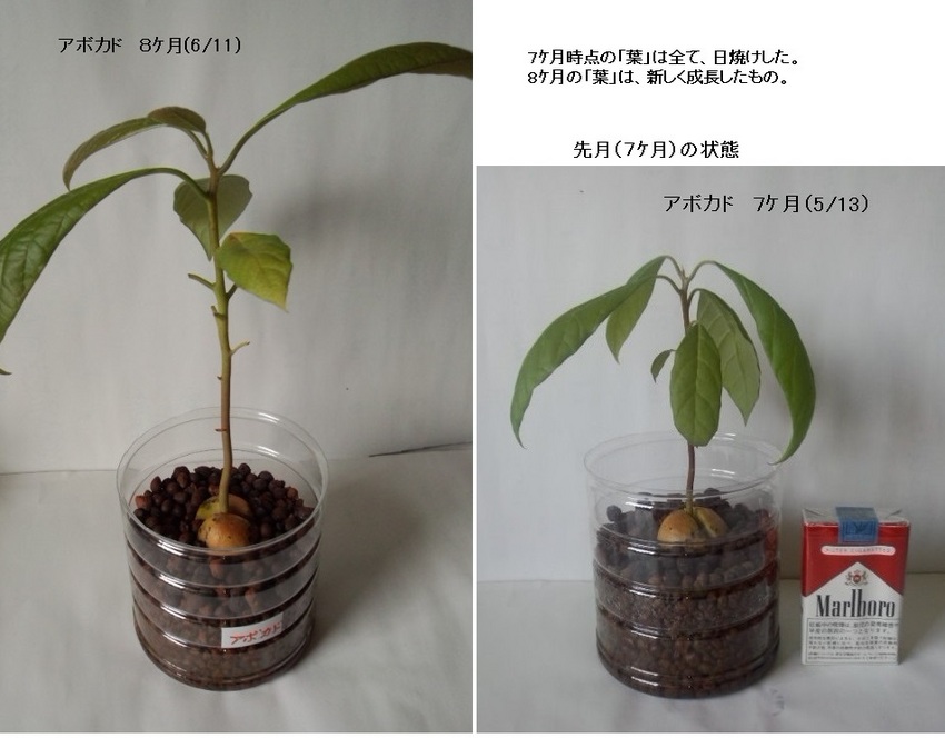 　　 完全水耕栽培チャレンジ８...