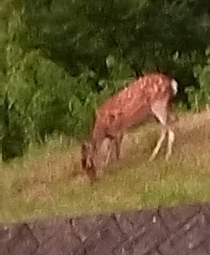 「鹿」に遭遇