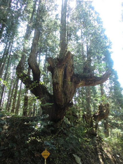 おごそかな雰囲気、株杉の森