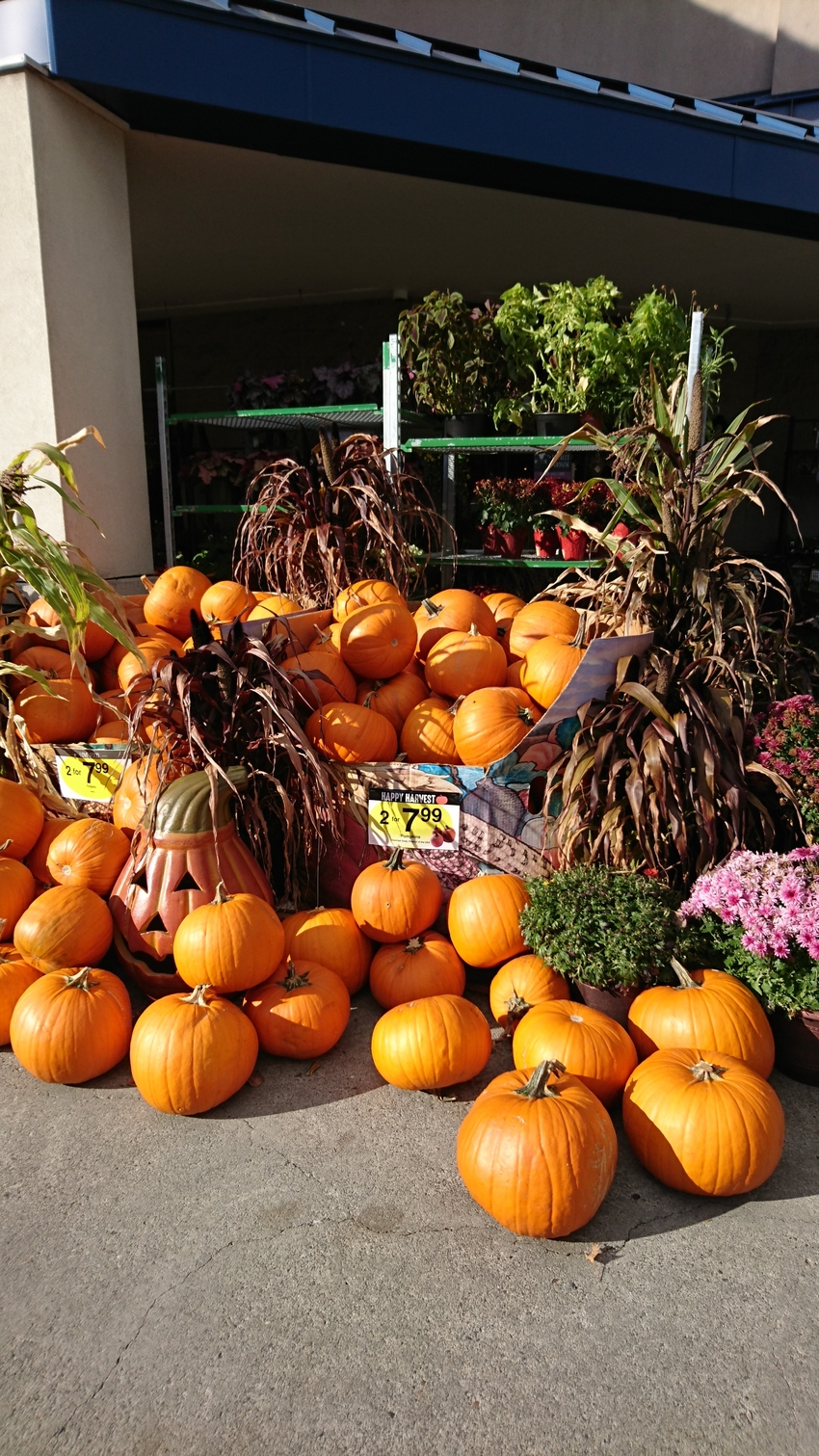 ハロウィーン売場 スーパーの前...