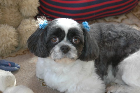 cookie
