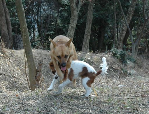 チル