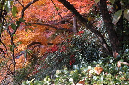 善峰寺　紅葉