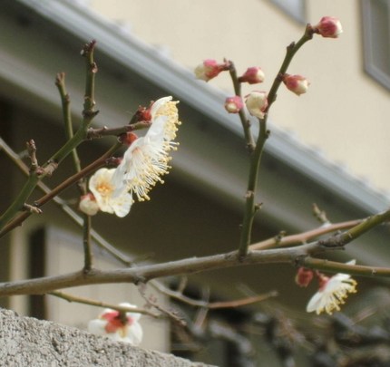 先週撮った　梅