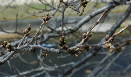 今日の芦屋川の桜