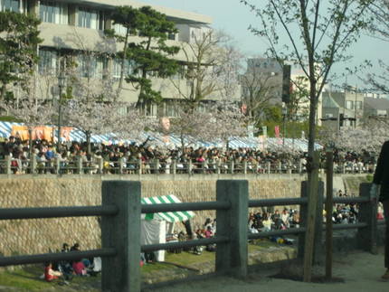 芦屋川　桜祭り
