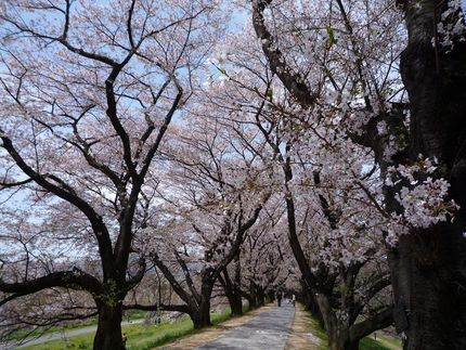 背割堤の桜