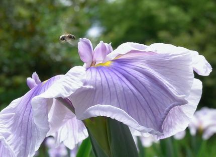 蜂から見れば