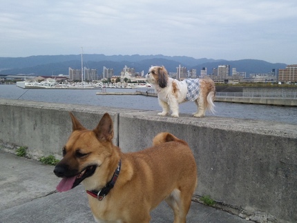 散歩中