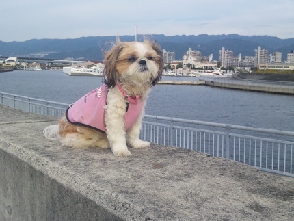 昨日のアヤメ