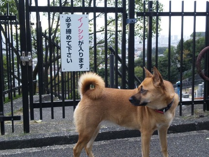猪じゃありません
