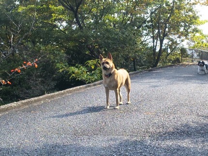 散歩中