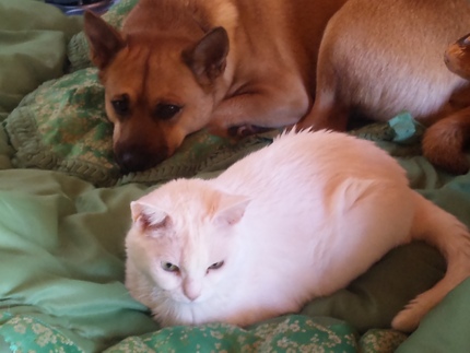 シロとチル