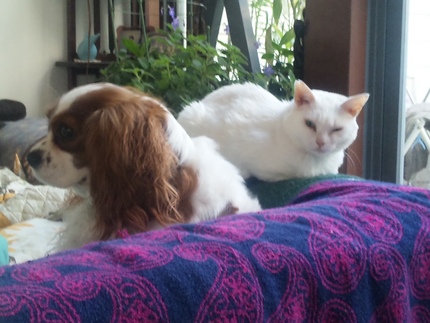 シロとミチル