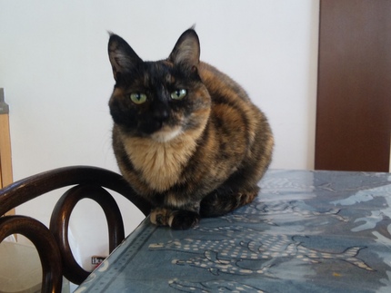 おはよう、リン