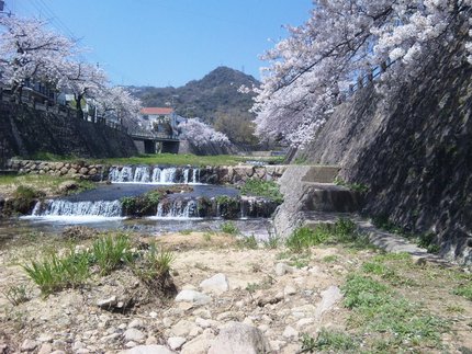 花見中 芦屋川