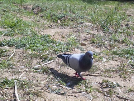 鳩