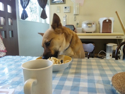 チル朝食中