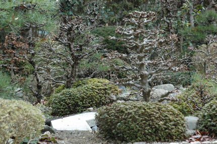 長居公園　風景３　樹木林