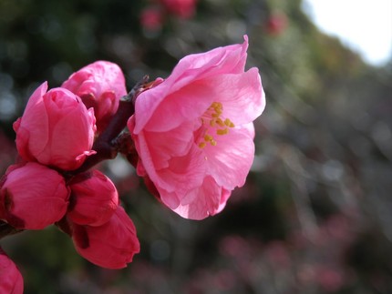 緑地公園の梅