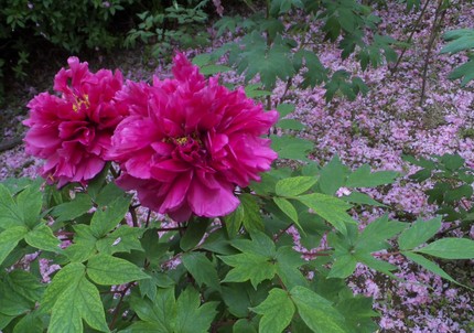 花