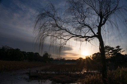 冬枯れ　緑地公園