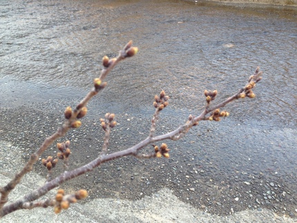 桜