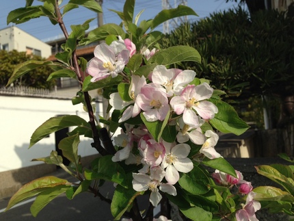 りんごの花