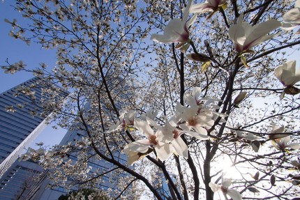 花　ビル　逆光