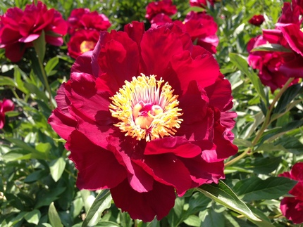 花