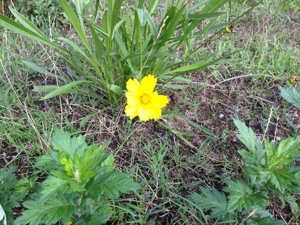 河原の花