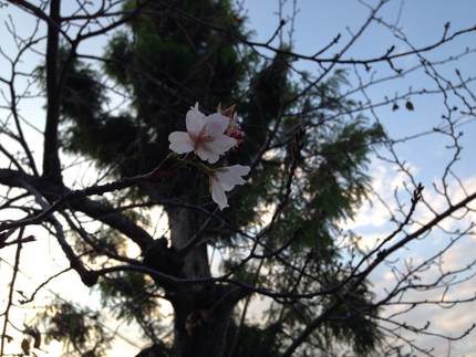 桜