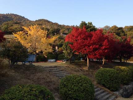 紅葉と黄葉