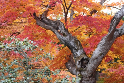 木の骨格の迫力と紅葉の対比が面...