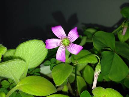 雑草