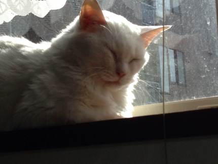 シロ