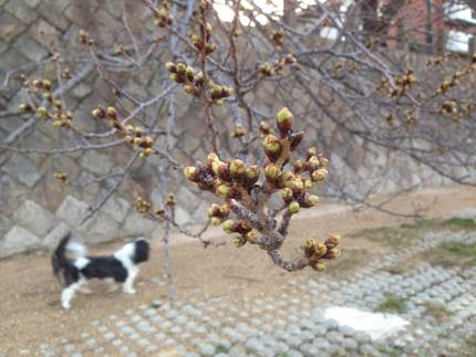今の桜