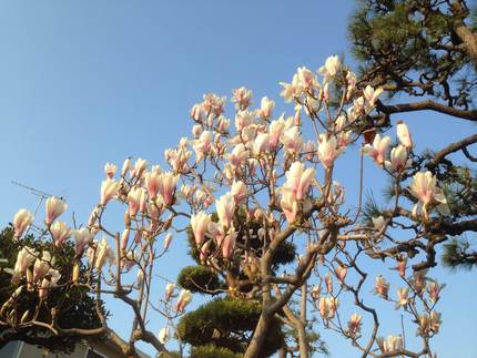 桜だけではありません