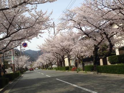桜満開です