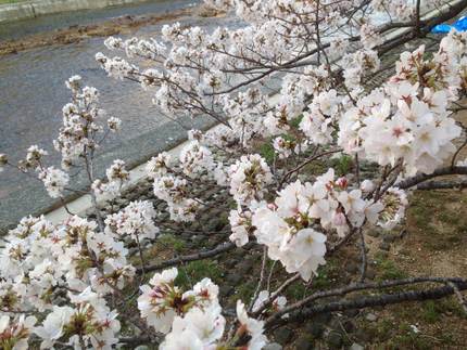 今朝の芦屋川