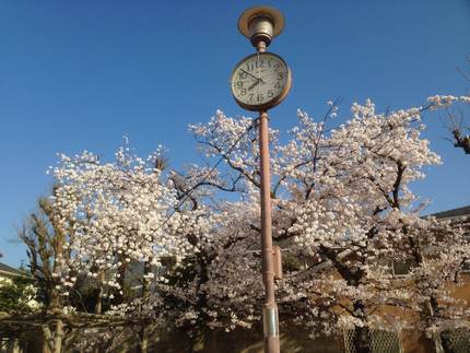 桜満開