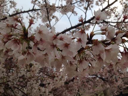 今朝の桜