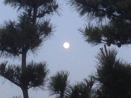 昨日の月