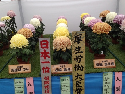 菊