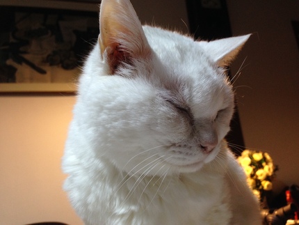 シロ