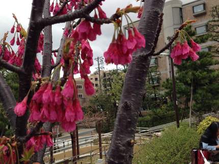 この花なんですか