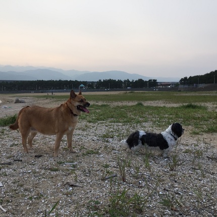 昨日の散歩
