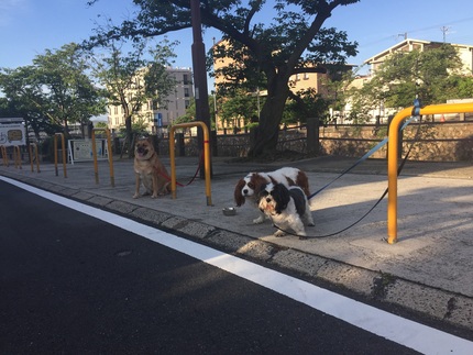 芦屋川