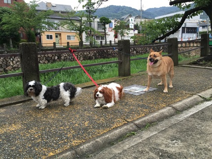 朝の散歩です